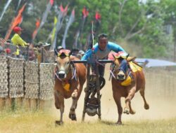 Karapan Sapi