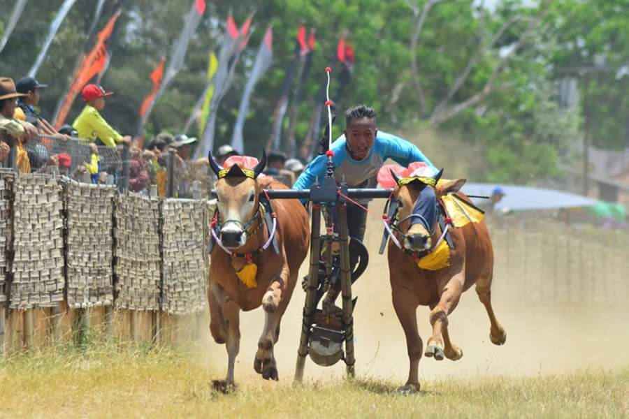 Karapan Sapi