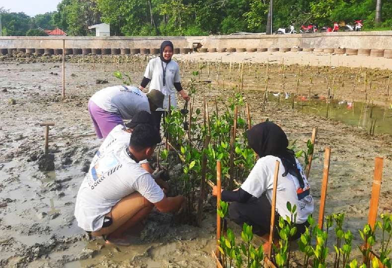 Mangrove