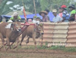 Sapi Karapan Sumenep