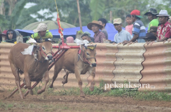 Sapi Karapan Sumenep