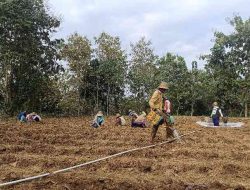 Buruh tani