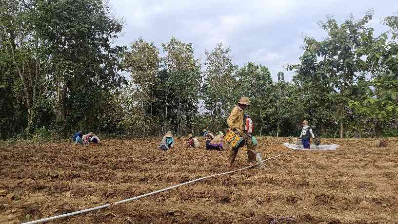 Buruh tani