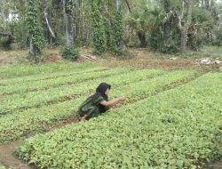 Petani tembakau