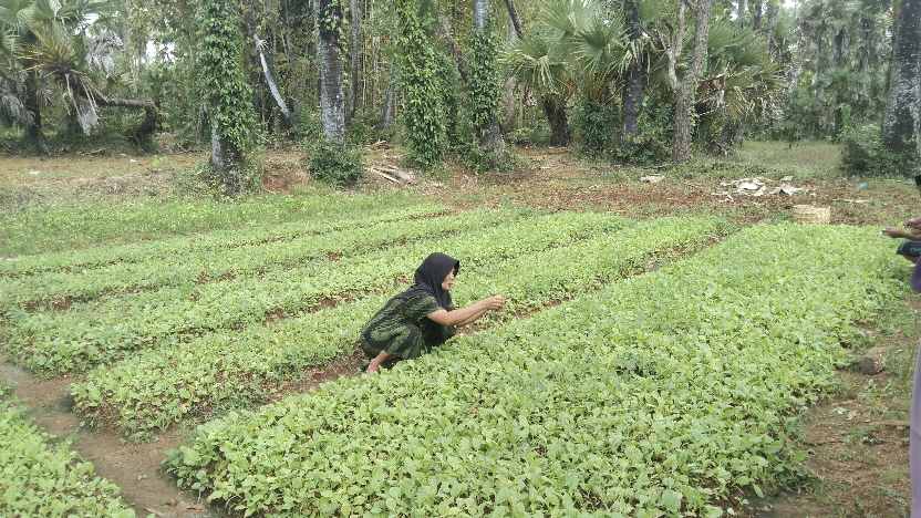 Petani tembakau