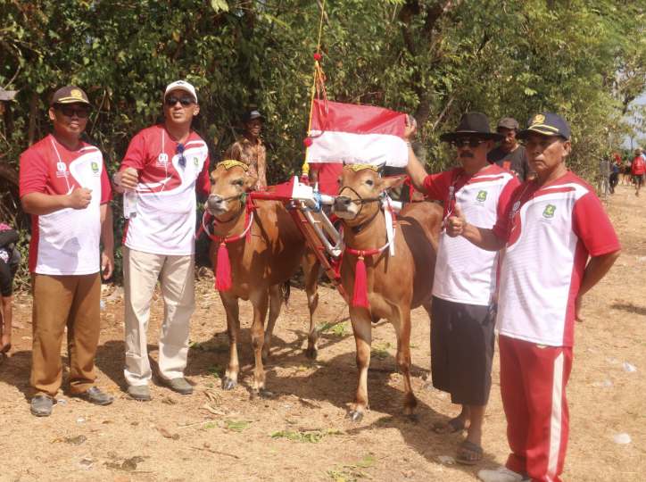 Karapan sapi