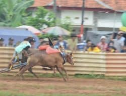 Karapan sapi