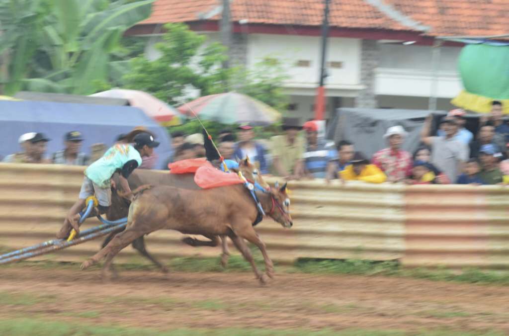 Karapan sapi