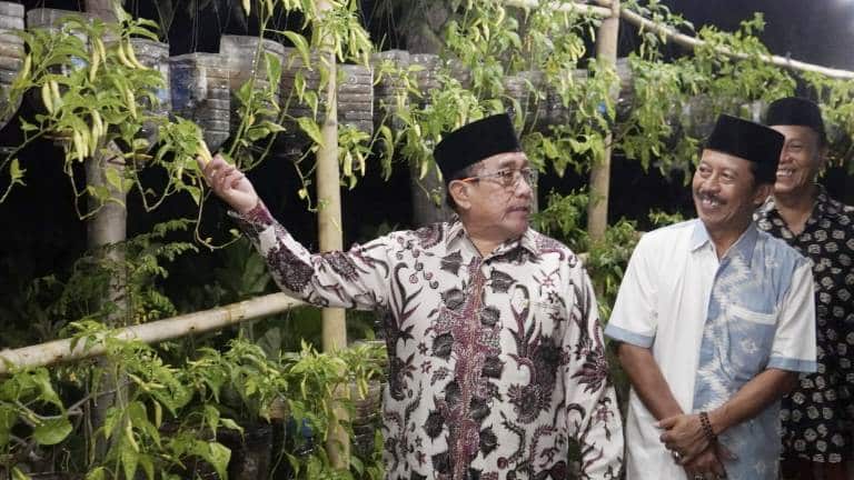 Kampoeng cabe